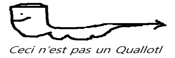 Quallotl